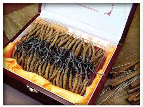 英州镇冬虫夏草回收